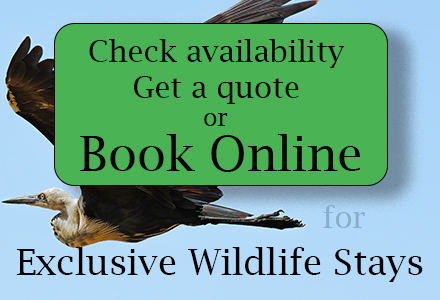 Book now buttom for Exclusive Wildlife Stays